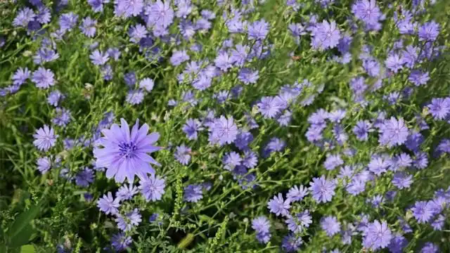 Цикорий обыкновенный (Cichorium intybus)