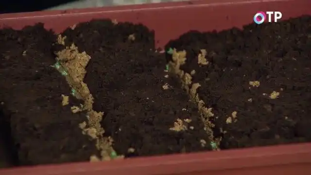 Высеваем культуру сухими семенами