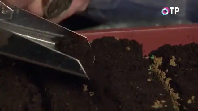 Присыпаем хорошим, питательным грунтом