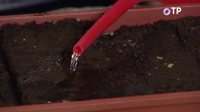 Аккуратно поливаем