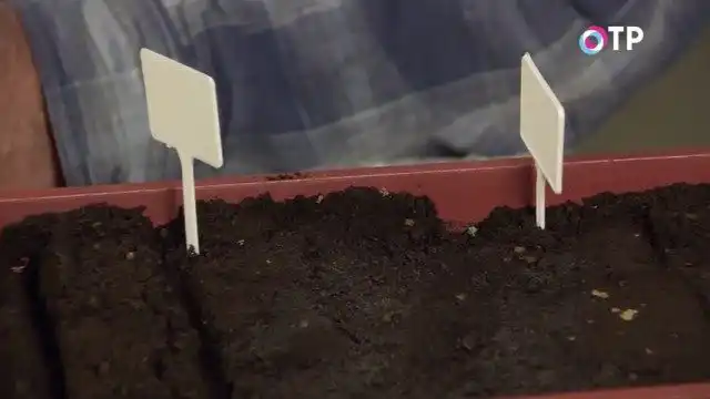 Ставим маячки и подписываем сорта и культуры