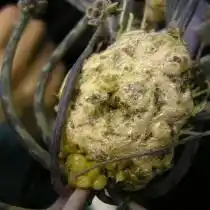 Бактериальное разрастание растения