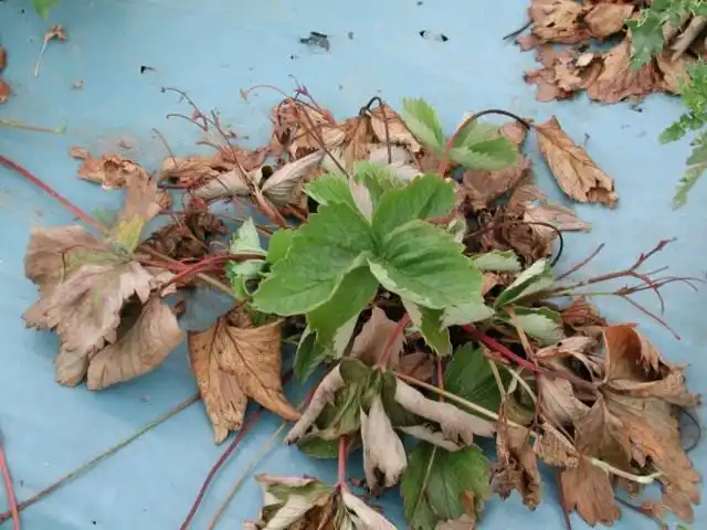 Вертициллёз на клубнике