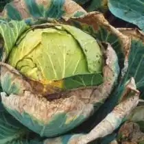 Сосудистый бактериоз капусты