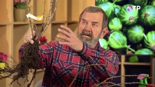 Саженцы плодово-ягодных культур