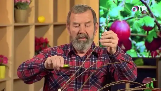 Отрезаем черенок крыжовника длиной примерно 20-25см