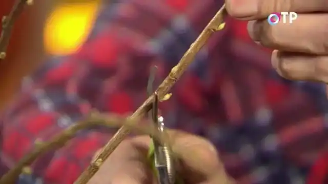 Отрезаем черенок смородины