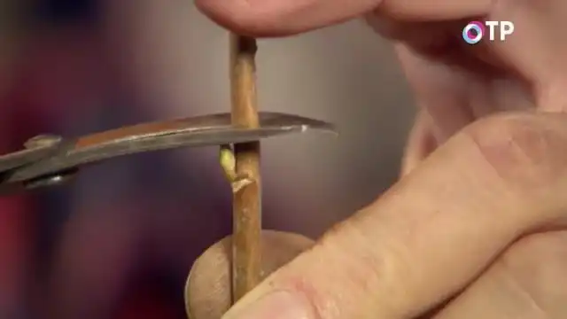 Делим черенок смородины пополам. Делаем верхний прямой срез над почкой.