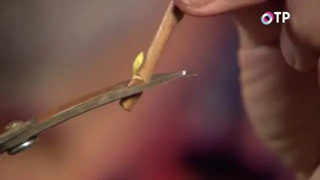 Под почкой верхнего черенка делаем косой срез.