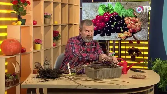 Присыпаем песочком и обильно поливаем нашу посадку.