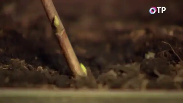 Сажаем, заглубляя черенки примерно на 2/3, под углом в 60 градусов.