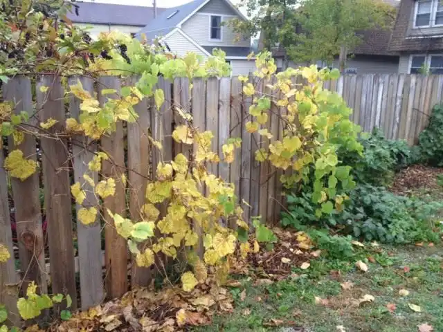 Осенняя подготовка винограда к укрытию