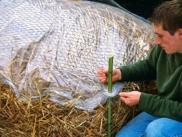 Укрытие винограда под соломой