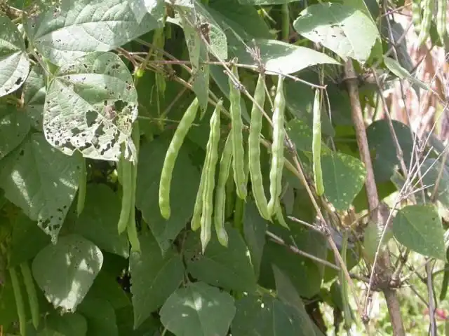 Фасоль обыкновенная (Phaseolus vulgaris)