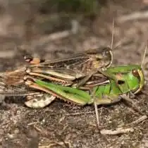Перелётная саранча, или азиатская саранча (Locusta migratoria)