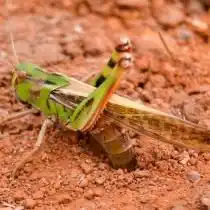 Перелётная саранча откладывает яйца
