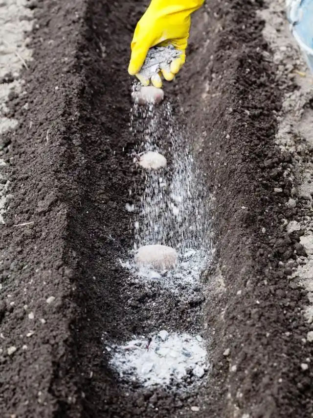 Осеннее внесение золы в почву