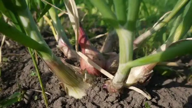 Лук-шалот на органической грядке