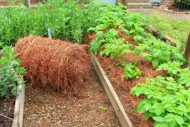 Мульчирование картофеля соломой