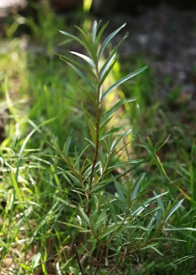 Облепиха крушиновидая (Hippophae rhamnoides)