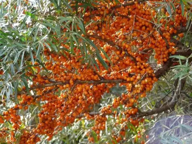 Облепиха крушиновидая (Hippophae rhamnoides)