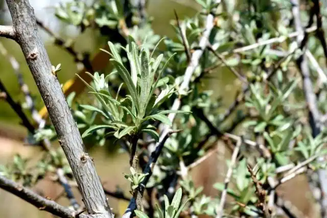 Облепиха крушиновидая (Hippophae rhamnoides)