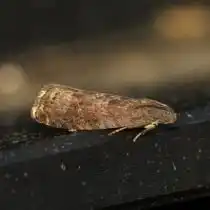 Бабочка сливовой плодожорки (Grapholita funebrana)