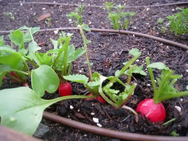 Редис летней посадки