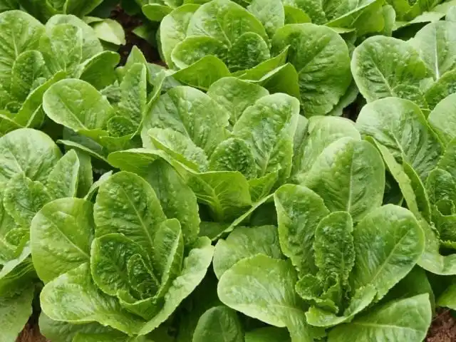 Салат летней посадки