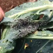 Капустная тля (Brevicoryne brassicae)