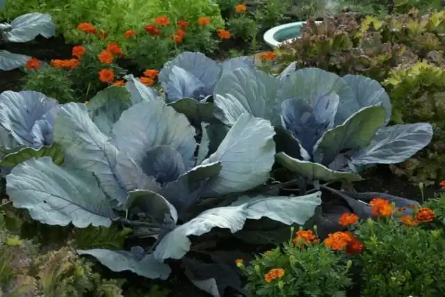 Бархатцы, высаженные возле капусты