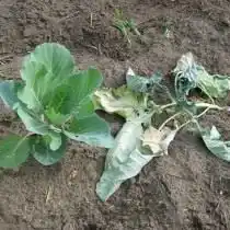 Признаки поражения капустной мухой