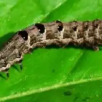Гусеница совки капустной