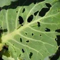 Лист капусты, погрызенный гусеницей капустной моли