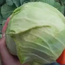 Признаки повреждения капусты трипсами