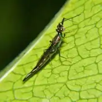 Взрослая особь трипса