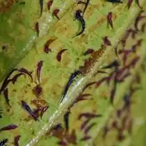 Трипсы в разных стадиях развития