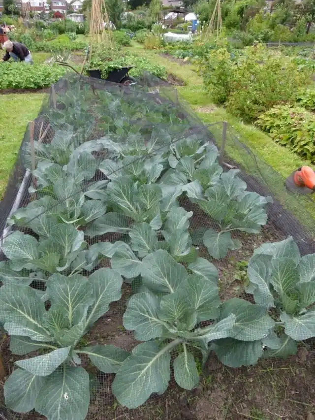 Укрытие капусты сеткой от вредителей
