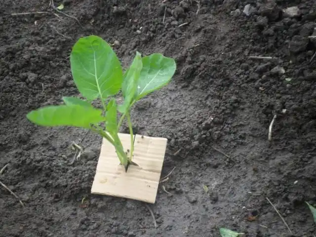 Картонный «воротничок» для защиты от личинок капустной мухи