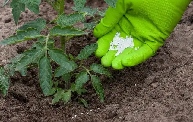 Літні підживлення овочевих