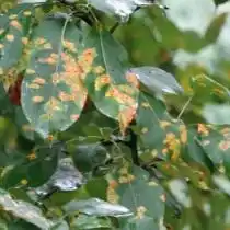 Коккомикоз вишни