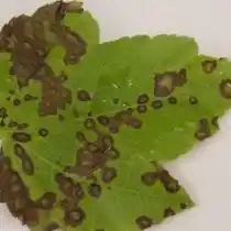 Филлостикоз, или пятнистость листьев