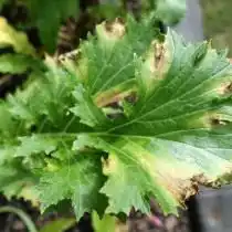 Церкоспороз, или бурая пятнистость на листьях салата Мизуна