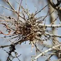 Микоплазменная болезнь «ведьмины гнёзда» на жимолости