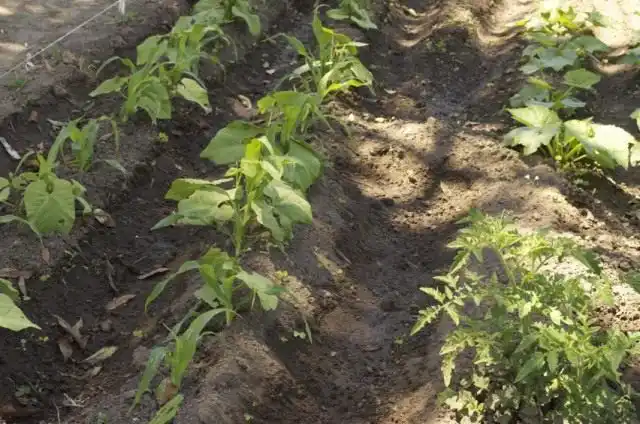 Канавки для продольного полива