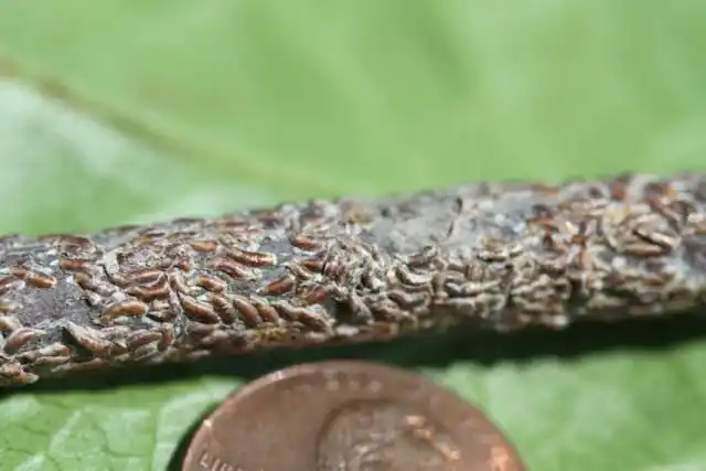 Щитовка запятовидная яблонная (Lepidosaphes ulmi)