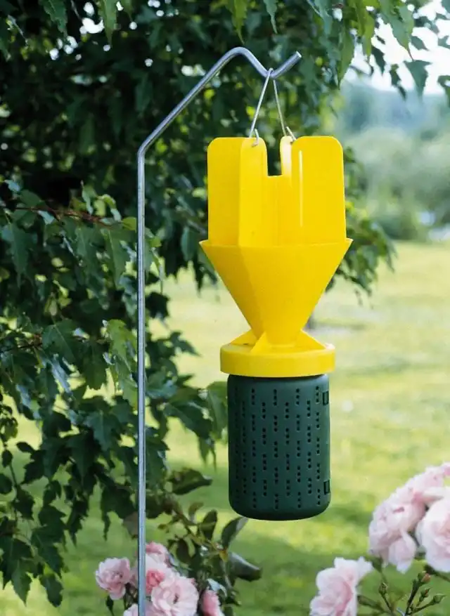 Проводим работы по защите растений от вредителей, развешиваем ловушки