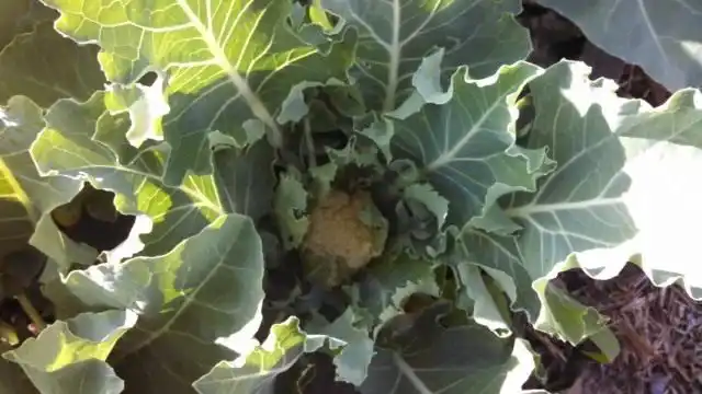 Капуста цветная