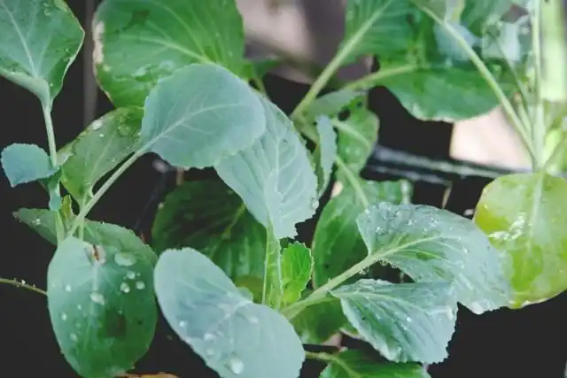 Рассада цветной капусты