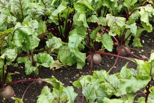 Грядка со свёклой